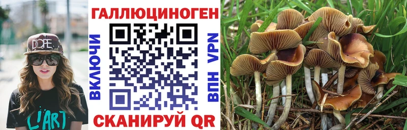 Псилоцибиновые грибы Psilocybe Безенчук